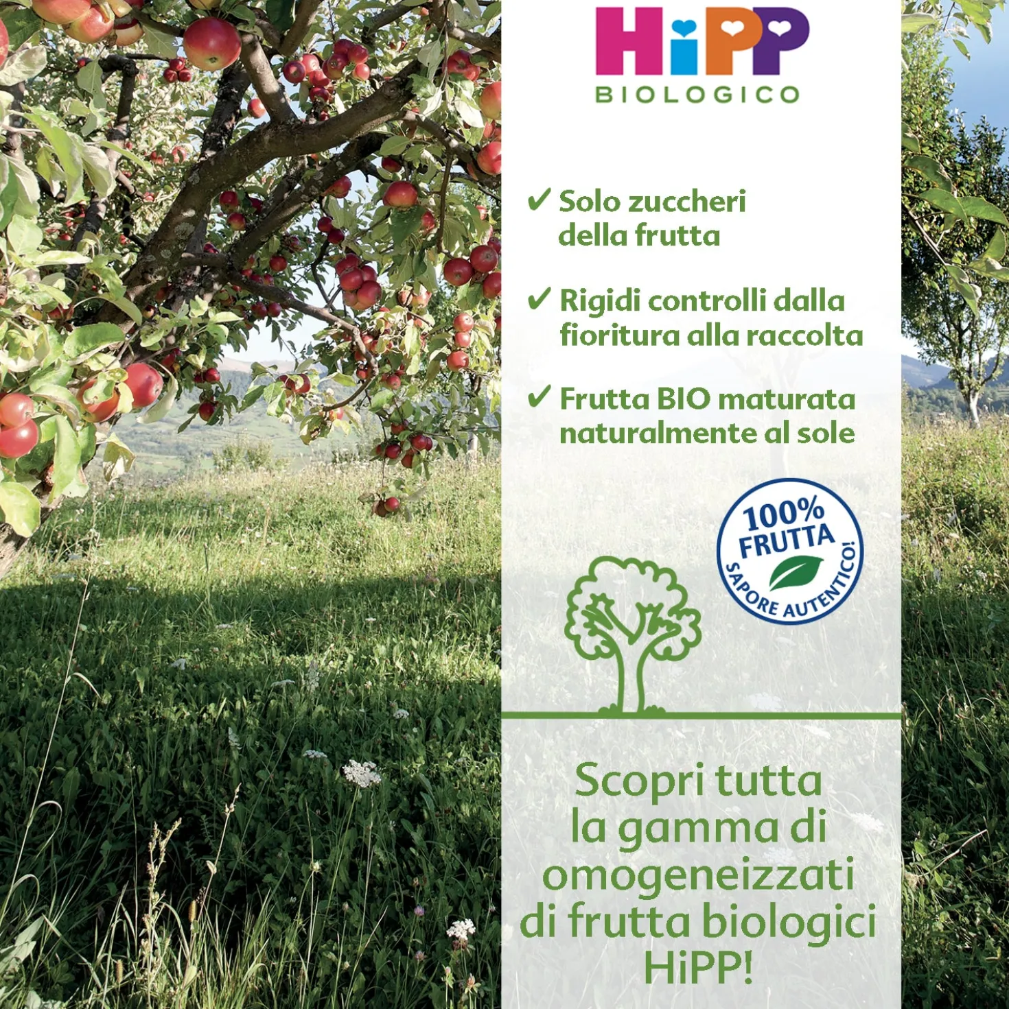 Omogeneizzato Frutta Mista Multipack: Confezione 6x80 gr